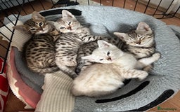 Bengal cats for sale: Gorgeous Bengal Babies - Image 36