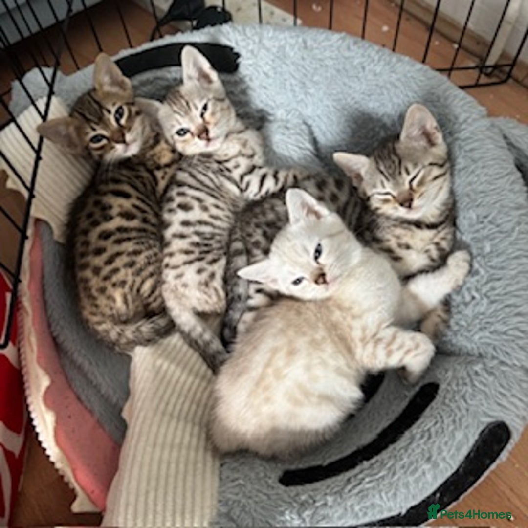 Bengal cats for sale: Gorgeous Bengal Babies - Image 36