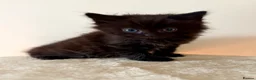 Turkish Angora cats for sale: Gorgeous Fluffy Kittens - Advert 12