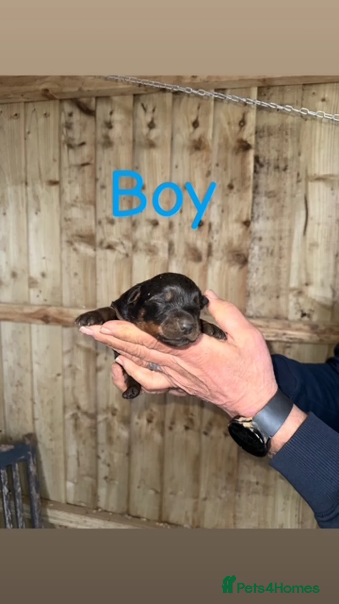 Rottweiler dogs for sale: Beautiful Rottweiler puppies in Radstock - Advert 3