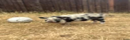 Pig livestock for sale: Juliana’s for sale  - Advert 3