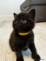 British Shorthair cats - Advert 16