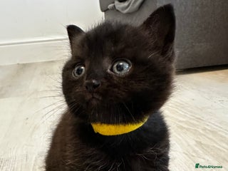 British Shorthair cats British short hair chocolate - Advert 6