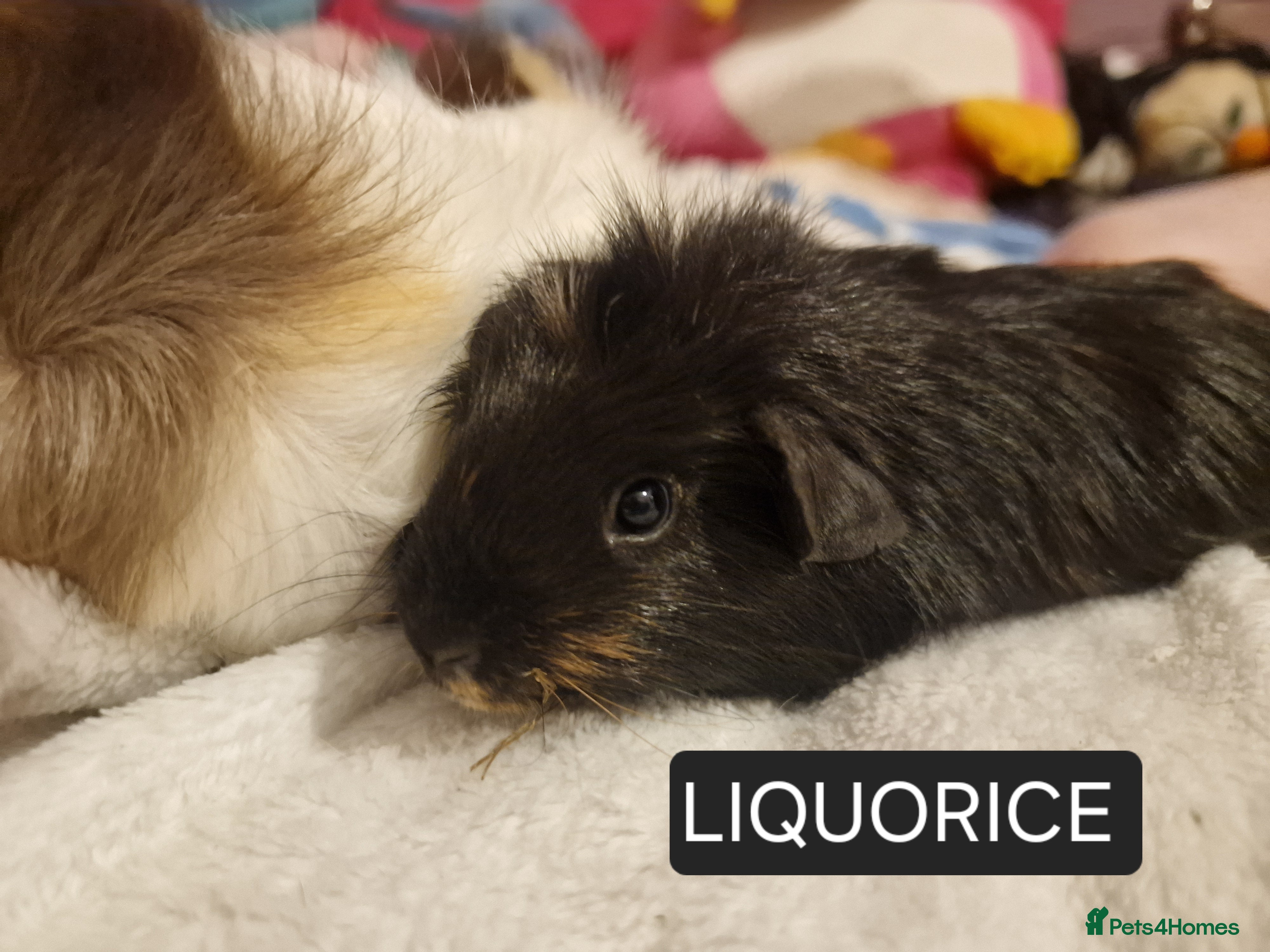 Guinea Pig rodents male guinea pig - Advert 4