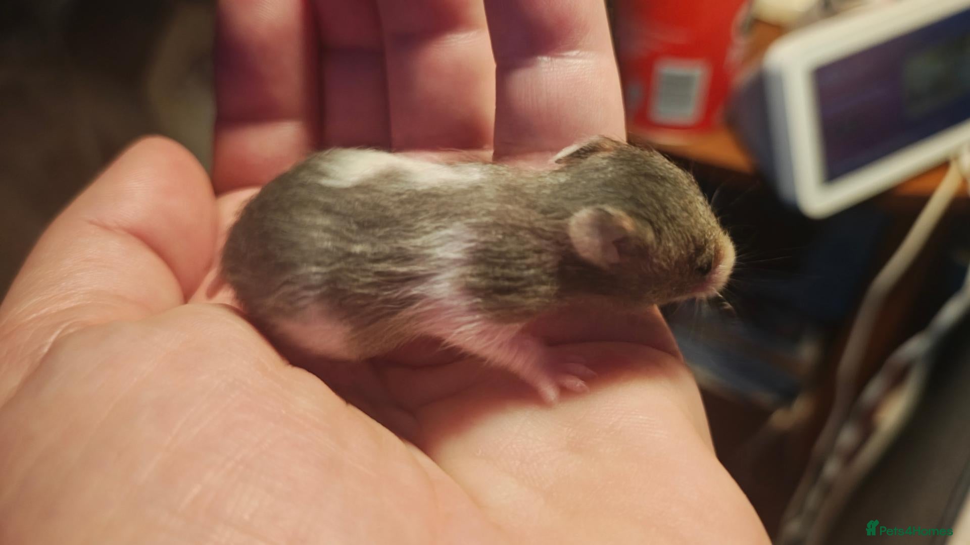Hamster rodents Baby Syrians Hamsters ready for homes 20th October - Advert 3