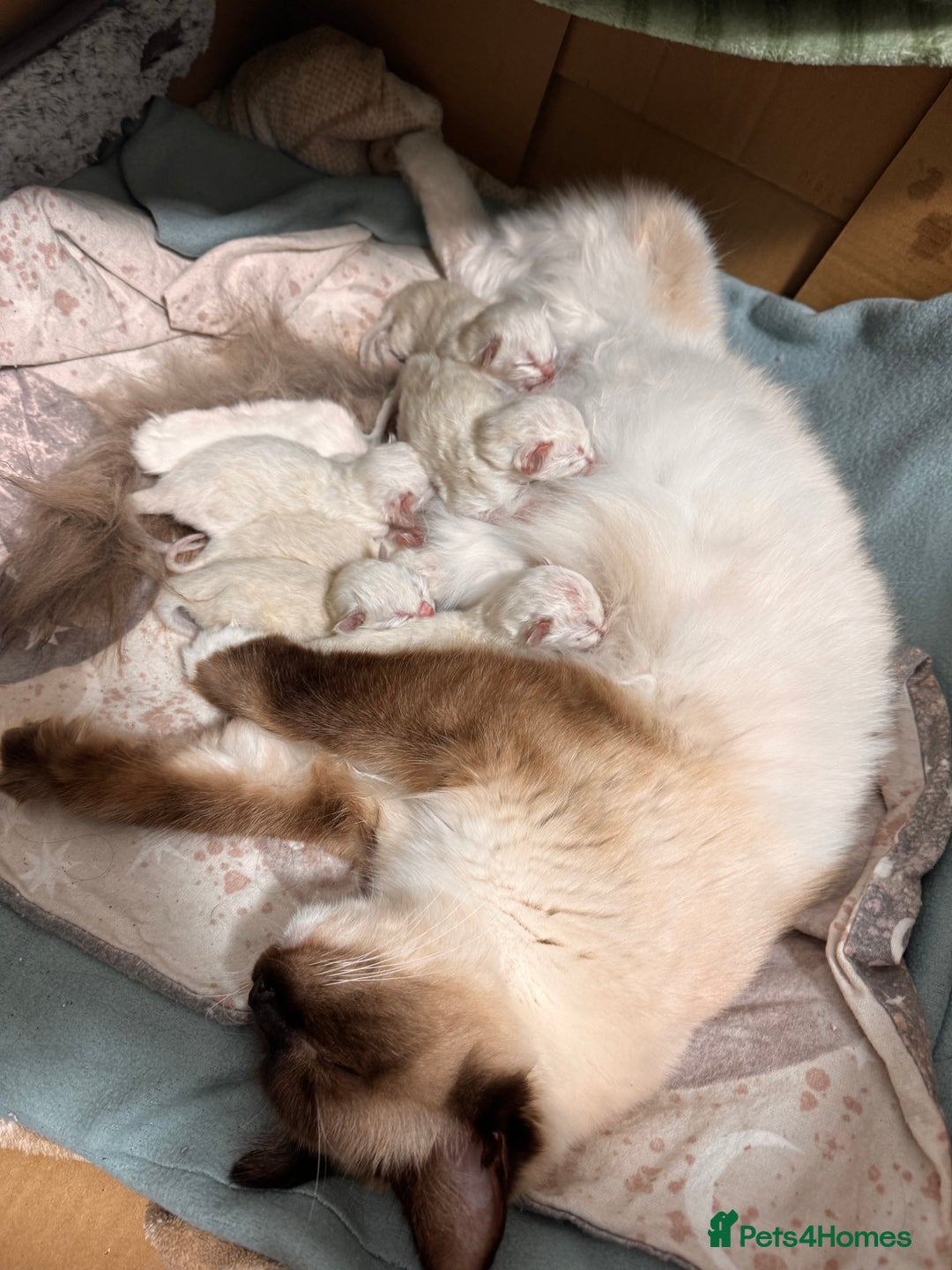 Ragdoll cats for sale: Purebred Ragdoll Kittens (TICA REG PARENTS) - Image 2