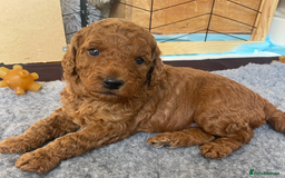 Mini Goldendoodle dogs for sale: Mini Goldendoodle puppies for sale in Abergavenny  - Image 4