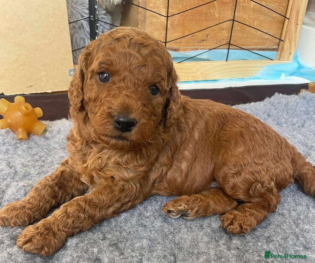 Mini Goldendoodle dogs for sale: Mini Goldendoodle puppies for sale in Abergavenny  - Image 4