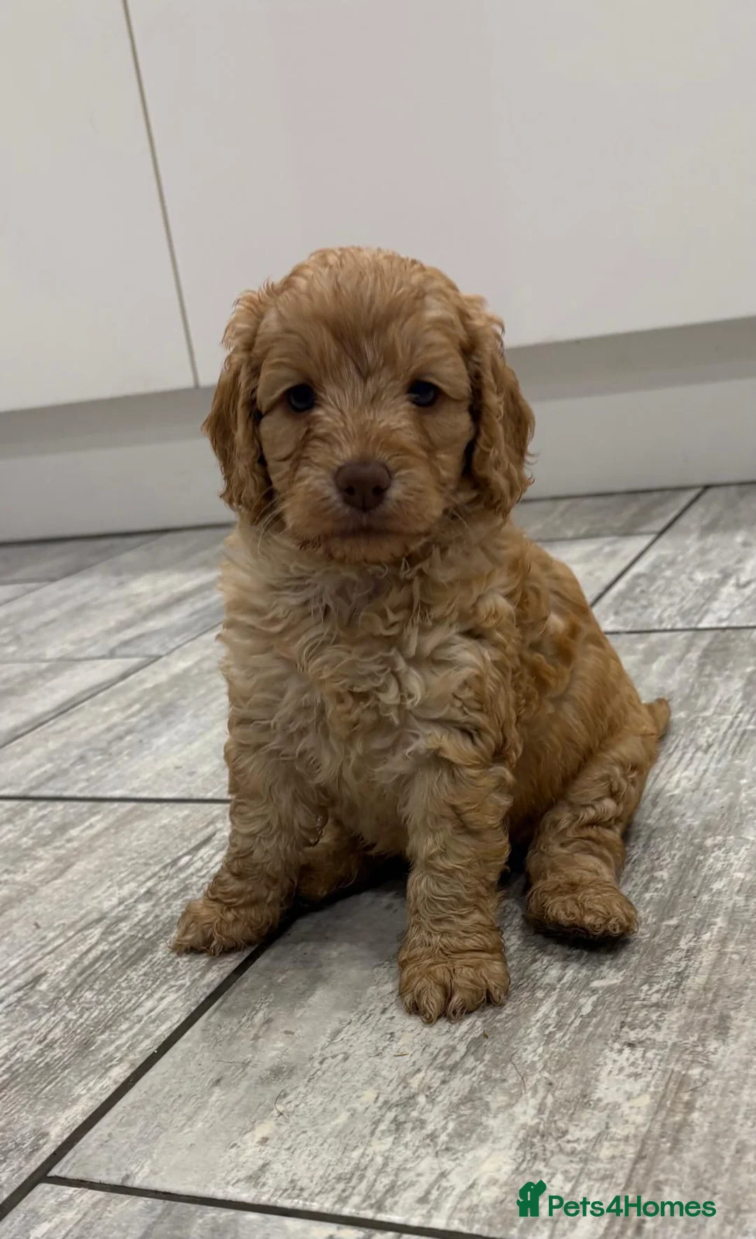 Cockapoo dogs for sale: Beautiful f1 cockerpoos in Middlesbrough - Advert 6