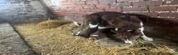 Border Collie dogs for sale: ISDS Red & white Border Collie Puppies - Advert 9