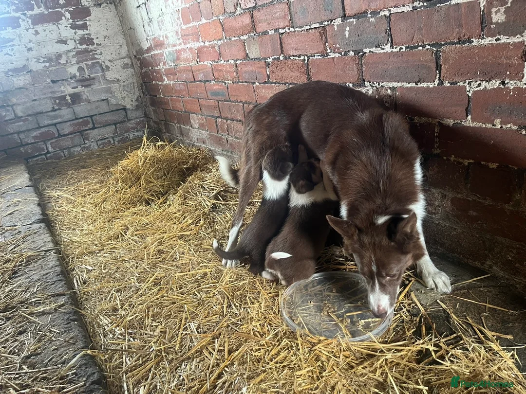Border Collie dogs for sale: ISDS Red & white Border Collie Puppies - Advert 9