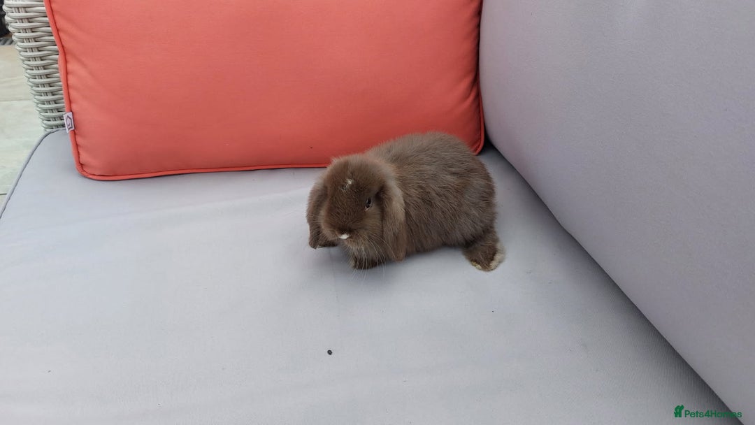 Mini Lop rabbits for sale: 💕Gorgeous purebred mini lops 💕 - Image 5