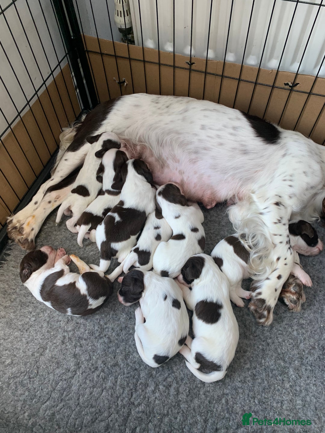 English Springer Spaniel dogs for sale: KC Reg English Springer Spaniel puppies - Image 2