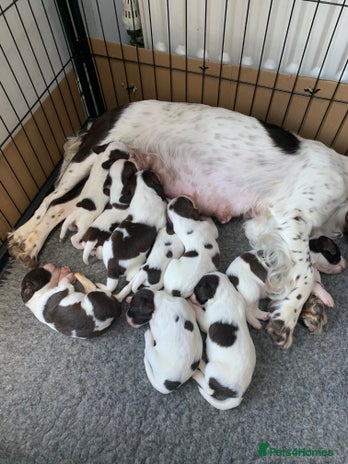 English Springer Spaniel dogs - Advert 6