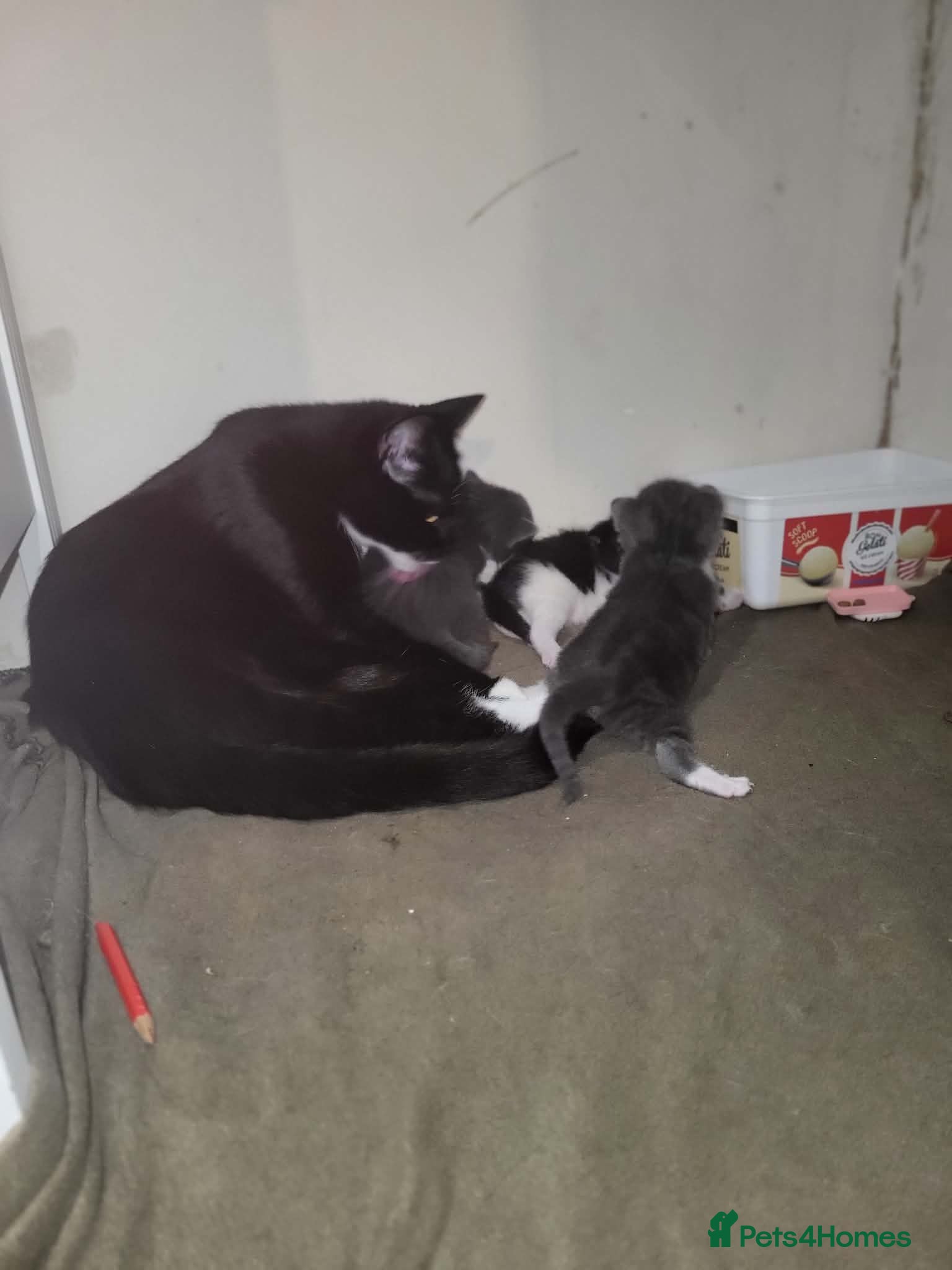 American Shorthair cats 3 kittens for sale - Advert 1