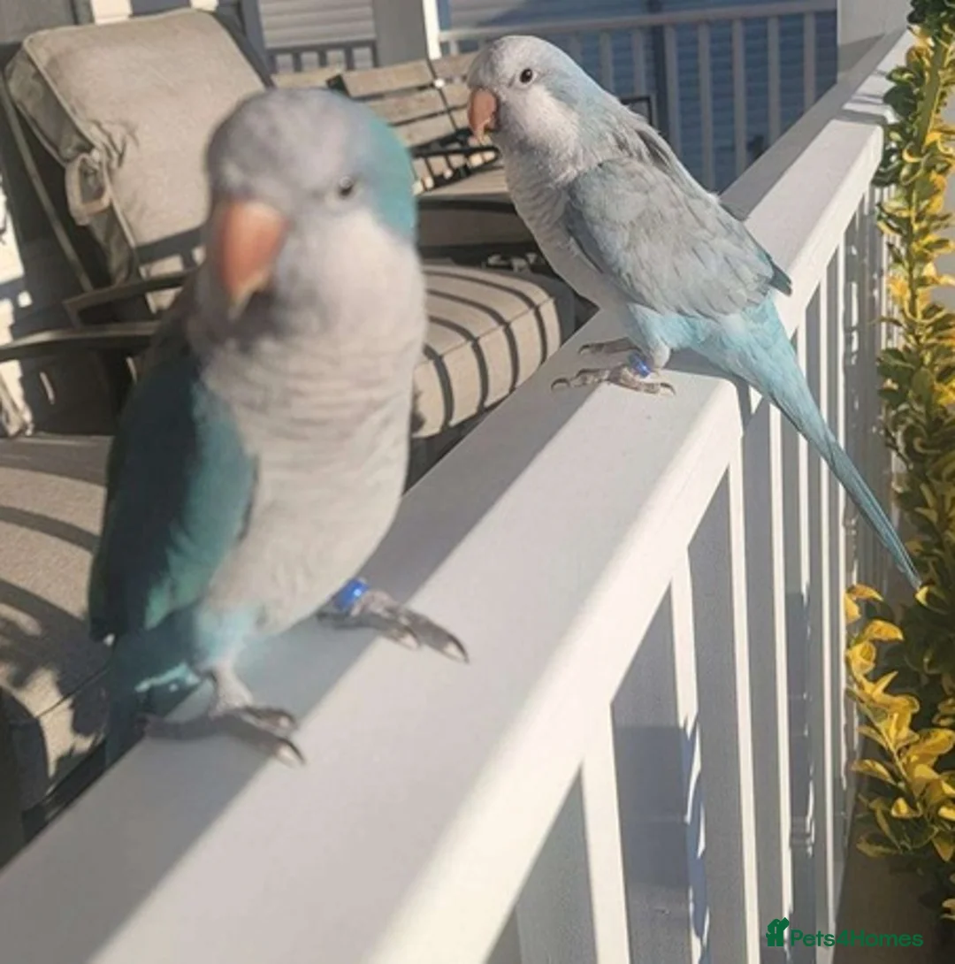 Parrots birds for sale: Smart & Social Parrots–Loves to Talk in High Wycombe - Advert 2