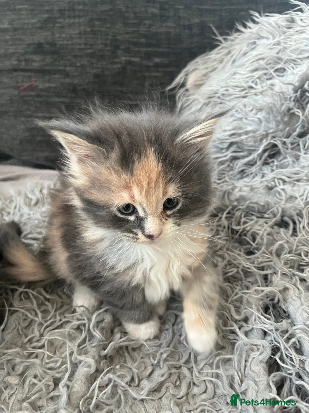 Maine Coon cats for sale: Beautiful Maine coon kittens - Advert 5
