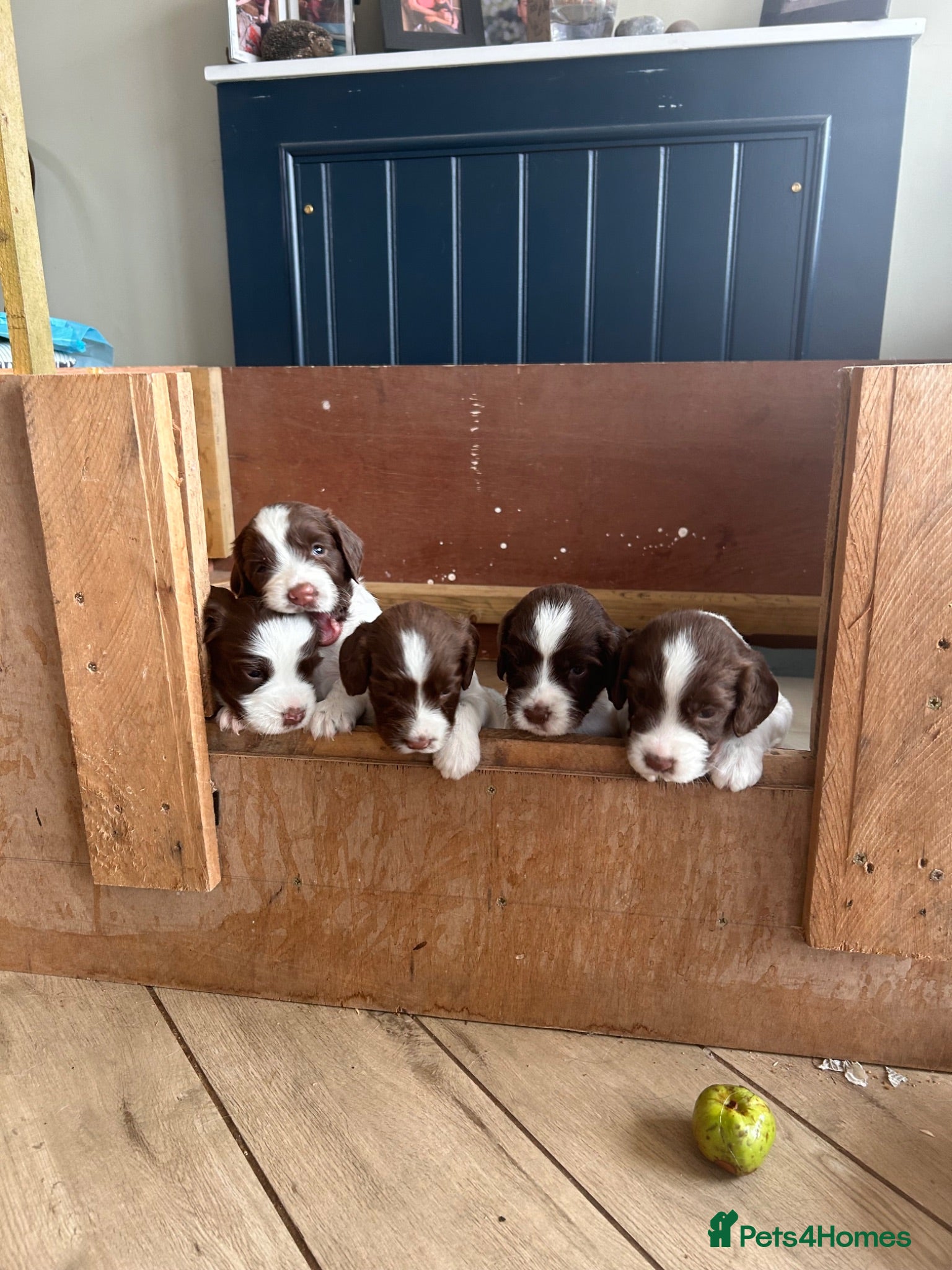 English Springer Spaniel dogs KC Springer Spaniels - Advert 1
