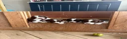 English Springer Spaniel dogs for sale: KC Springer Spaniels - Advert 1