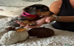 Dachshund dogs for sale: Beautiful litter of Dachshund puppies  - Image 16