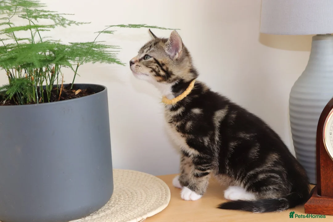 Mixed Breed cats for sale: Beautiful Tabby Kittens  - Advert 2