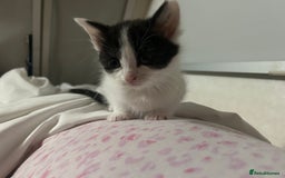 British Shorthair cats for sale: British shorthair kittens  in Nottingham - Image 18