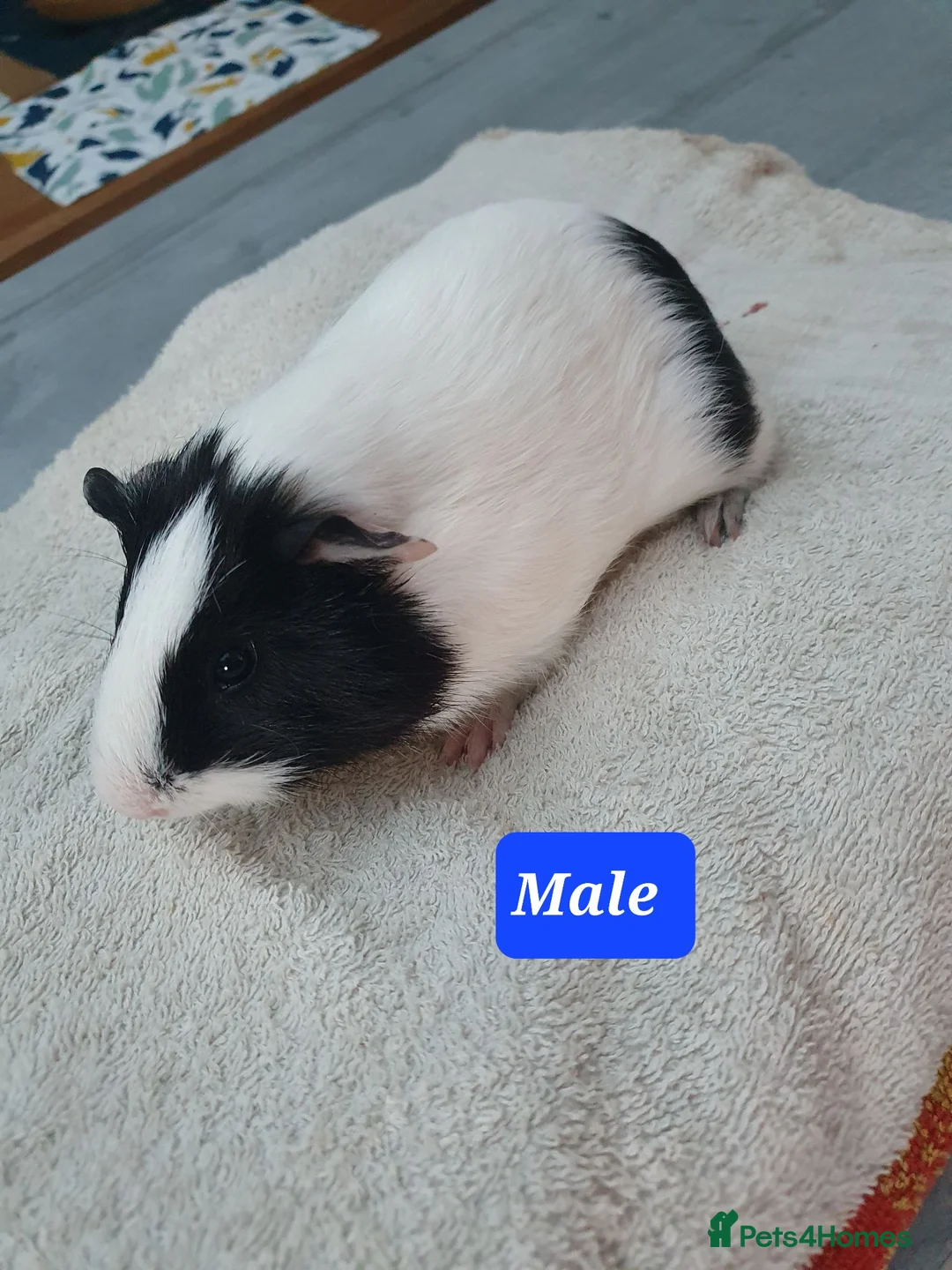 Guinea Pig rodents for sale: Guinea pigs - Advert 2
