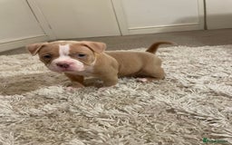 American Bully dogs for sale: Extraordinary Pocket Bully pups - Advert 18