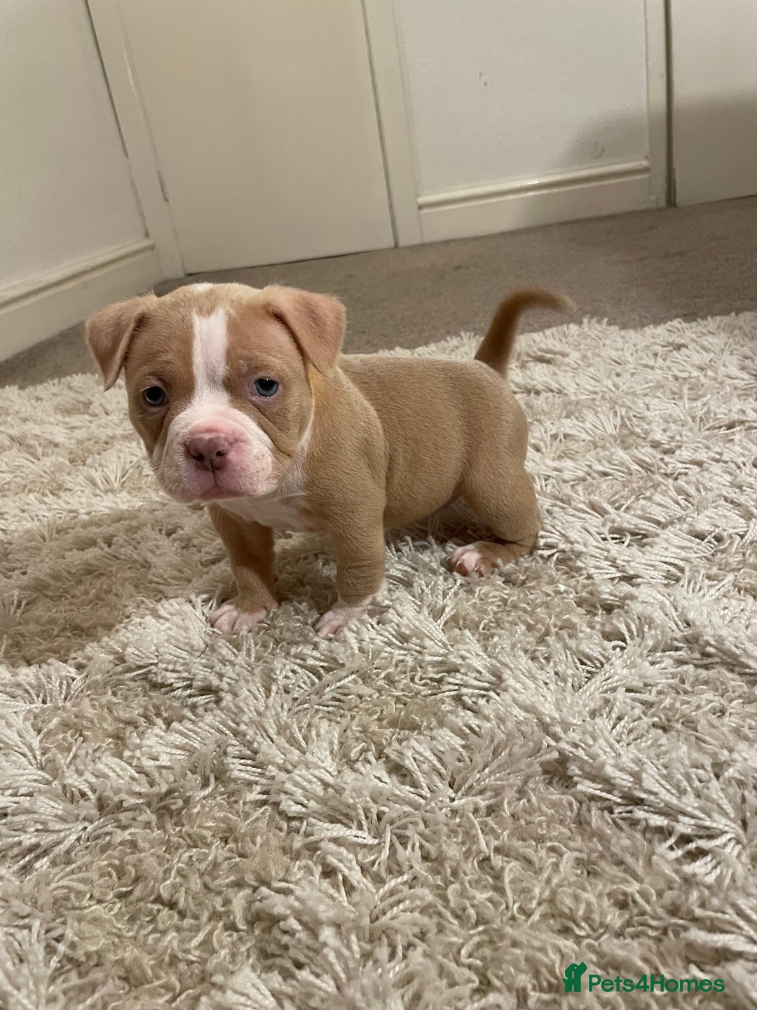 American Bully dogs for sale: Extraordinary Pocket Bully pups - Advert 18