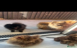 Pomeranian dogs for stud: top quality 5kg/3kgstud!chocolatemerle&fullblack🔥 - Image 7