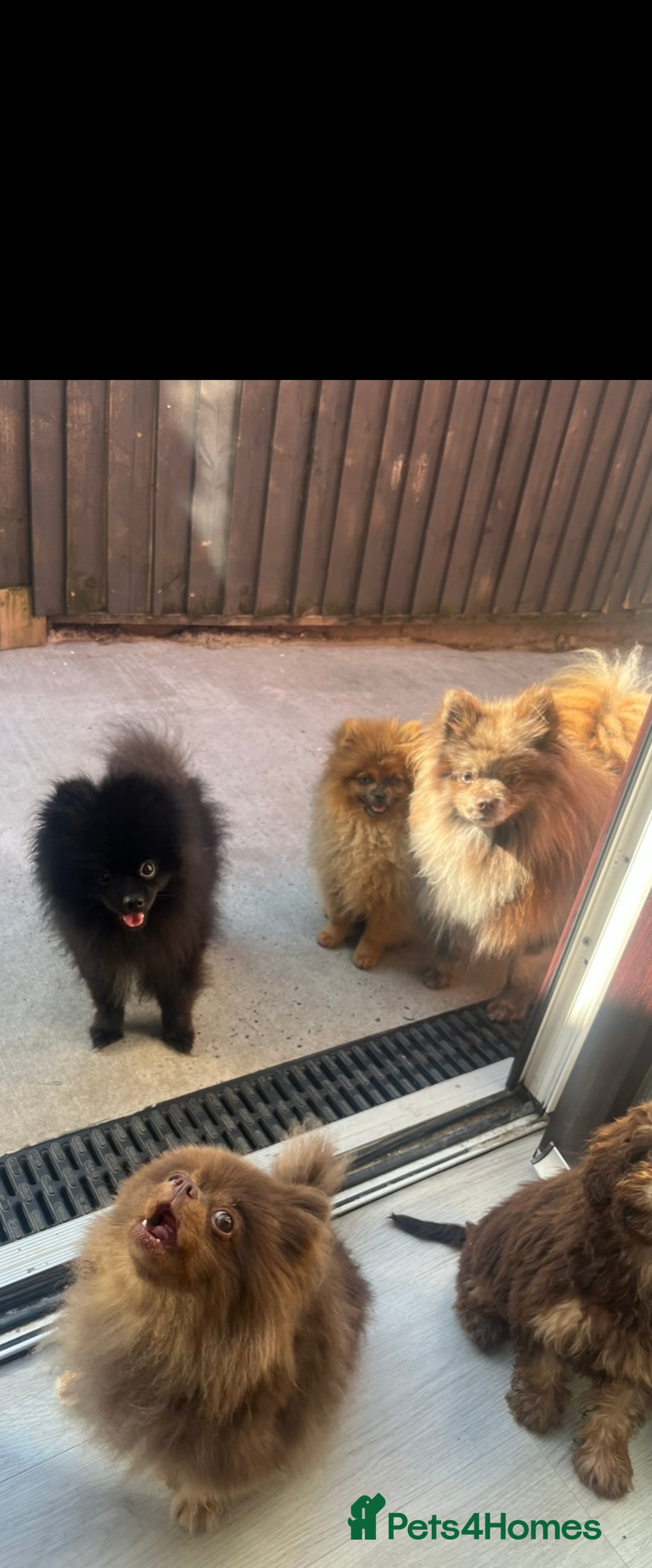 Pomeranian dogs for stud: top quality 5kg/3kgstud!chocolatemerle&fullblack🔥 - Image 7