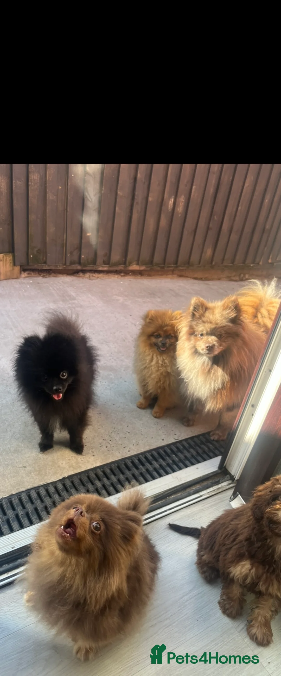 Pomeranian dogs for stud: top quality 5kg/3kgstud!chocolatemerle&fullblack🔥 - Advert 7
