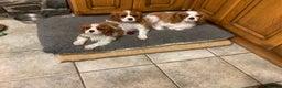 Cavalier King Charles Spaniel dogs for sale: Super KC blenheim pups - health tested parents - Advert 2