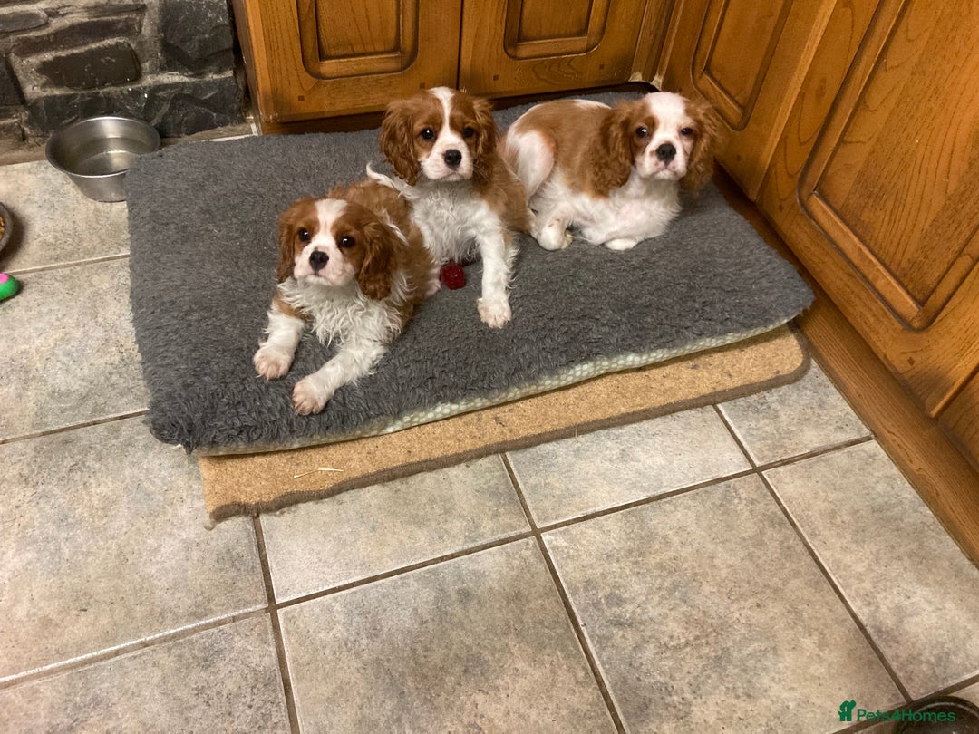 Cavalier King Charles Spaniel dogs for sale: Super KC blenheim pups - health tested parents - Advert 2