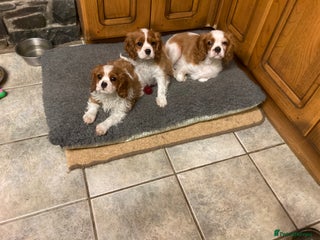 Cavalier King Charles Spaniel dogs Super KC blenheim pups - health tested parents - Advert 16