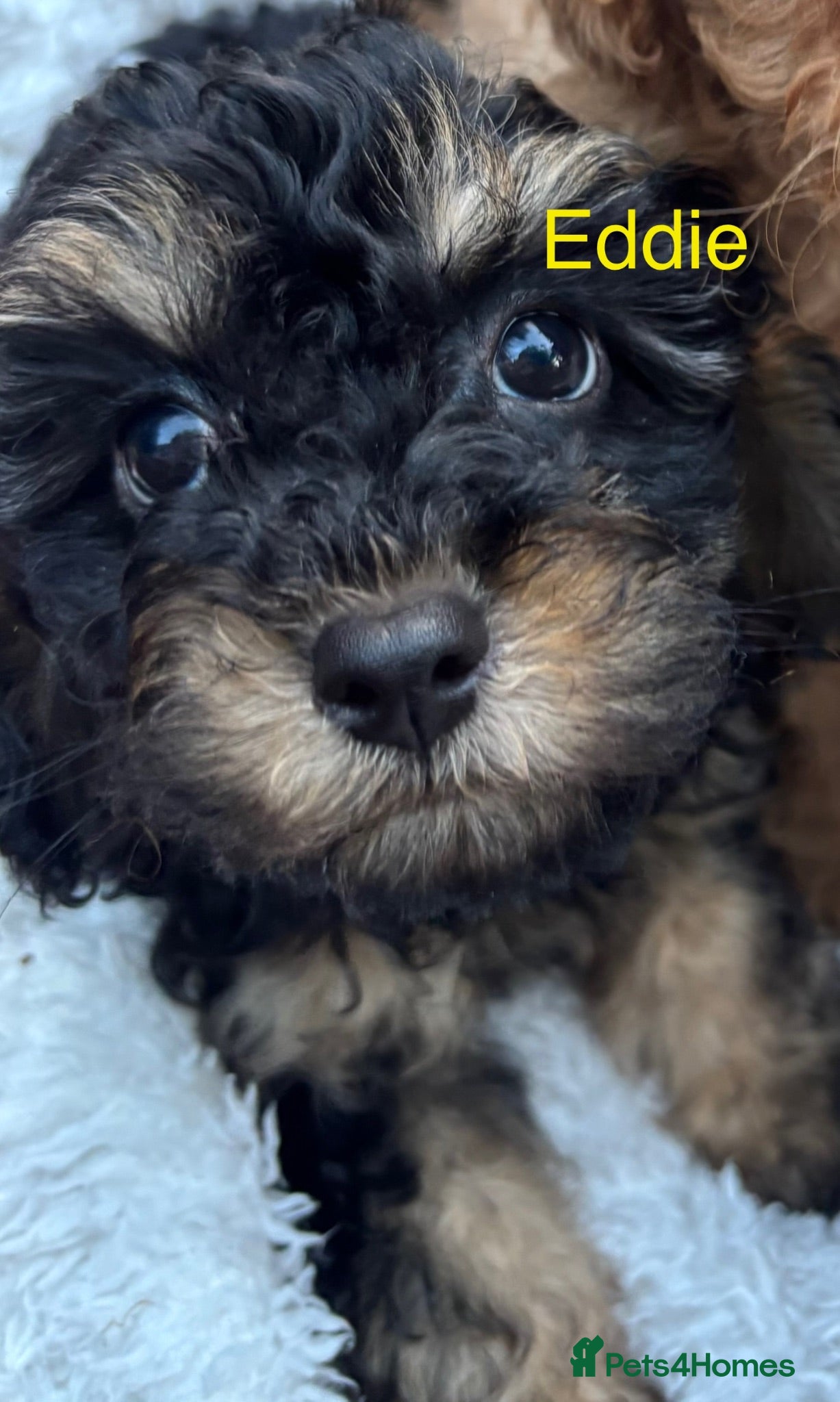Cavapoo dogs 💛*CAVAPOO’S*1 BOY*1 GIRL*Ready Now in CHESHIRE⭐️ - Advert 1
