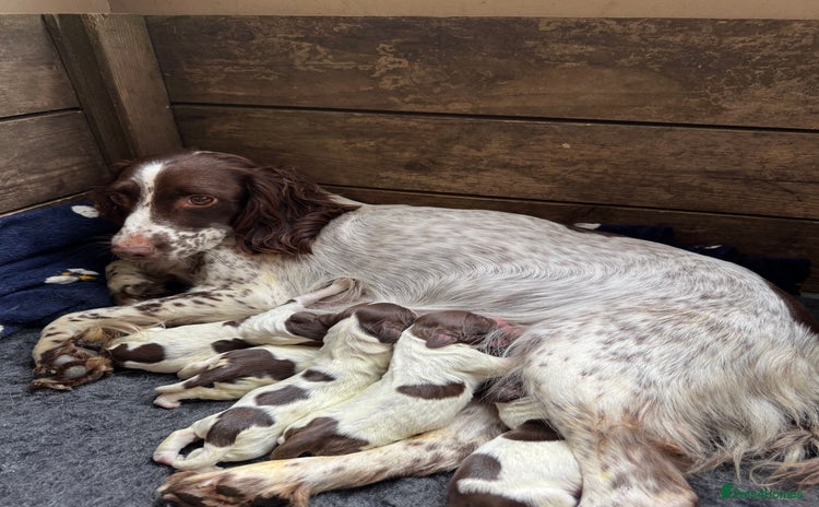 English Springer Spaniel dogs Beautiful litter of KC Reg Springer Spaniels pups - Advert 1