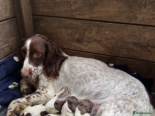 English Springer Spaniel dogs Beautiful litter of KC Reg Springer Spaniels pups - Advert 1