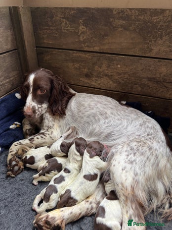 English Springer Spaniel dogs Beautiful litter of KC Reg Springer Spaniels pups - Advert 1