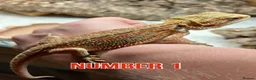 Bearded Dragon reptiles for sale: Last Few Baby Bearded Dragons For Sale! - Advert 3
