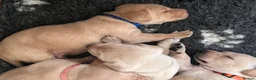 Labrador Retriever dogs for sale: Superb KC reg Labrador puppies from working line - Advert 10