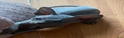 Sphynx cats for sale: Beautiful coloured kittens Spinx   - Advert 14