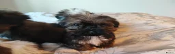 Shih Tzu dogs for sale: Beautiful imperial shih tzu puppies  - Advert 10