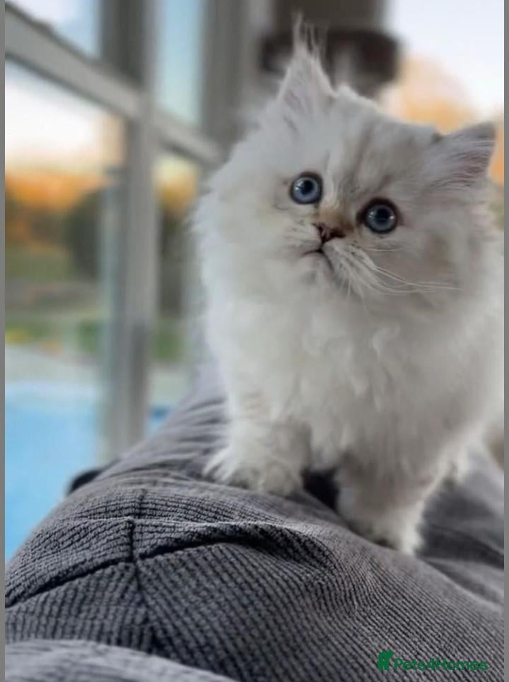 British Longhair cats British Longhair Kittens - Advert 1