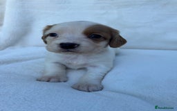 Cocker Spaniel dogs for sale: Beautiful kc registered cockerspaniel puppies  - Image 4