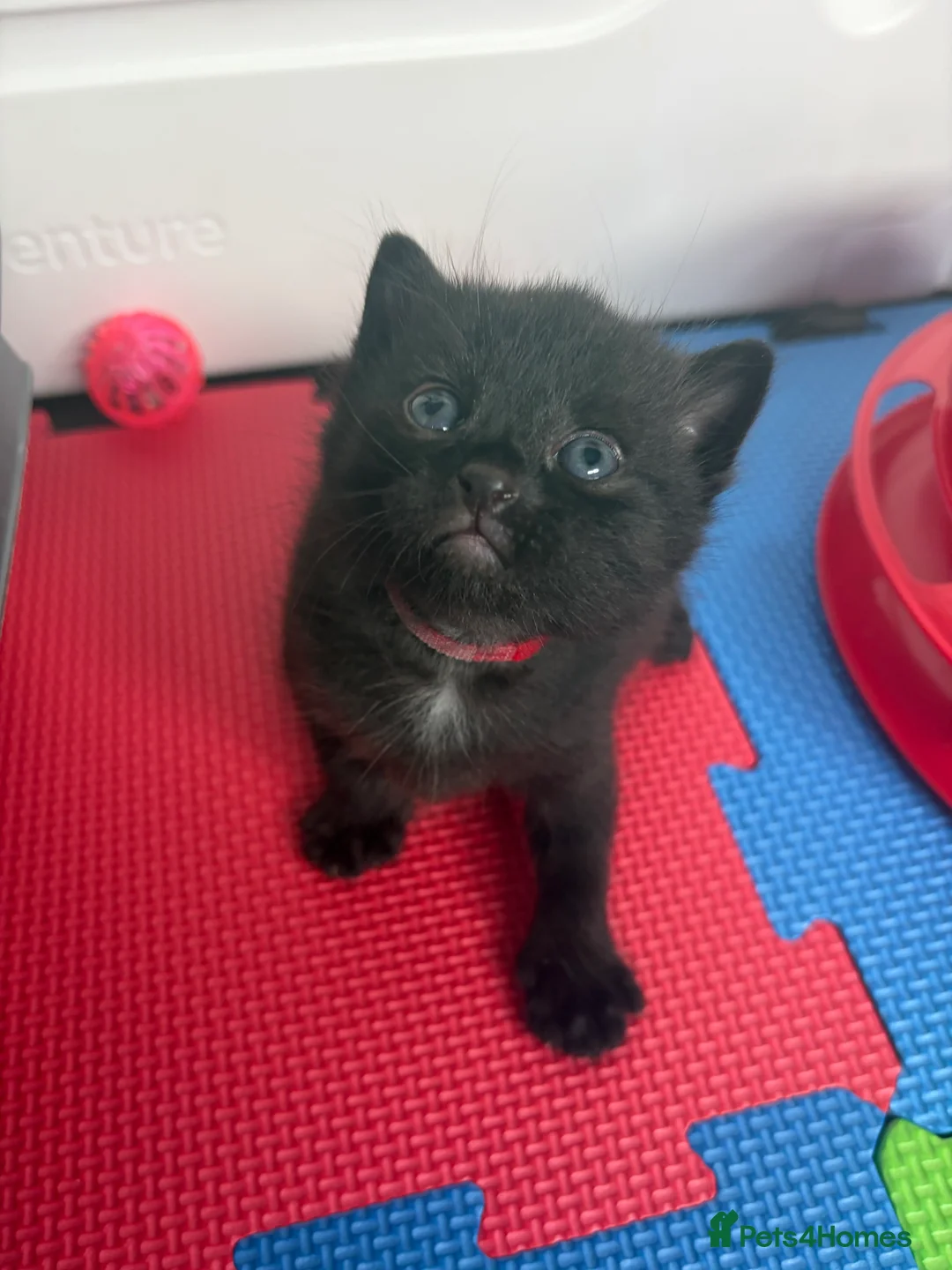 British Shorthair cats for sale: BEAUTIFUL CUTE KITTENS delivery available ! - Advert 2