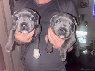 Staffordshire Bull Terrier dogs ONLY 2 BOYS LEFT KC REGISTERED 5 STAR BLUE - Advert 4