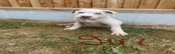 Cane Corso dogs for sale: Cane coral puppy’s ready now  - Advert 11