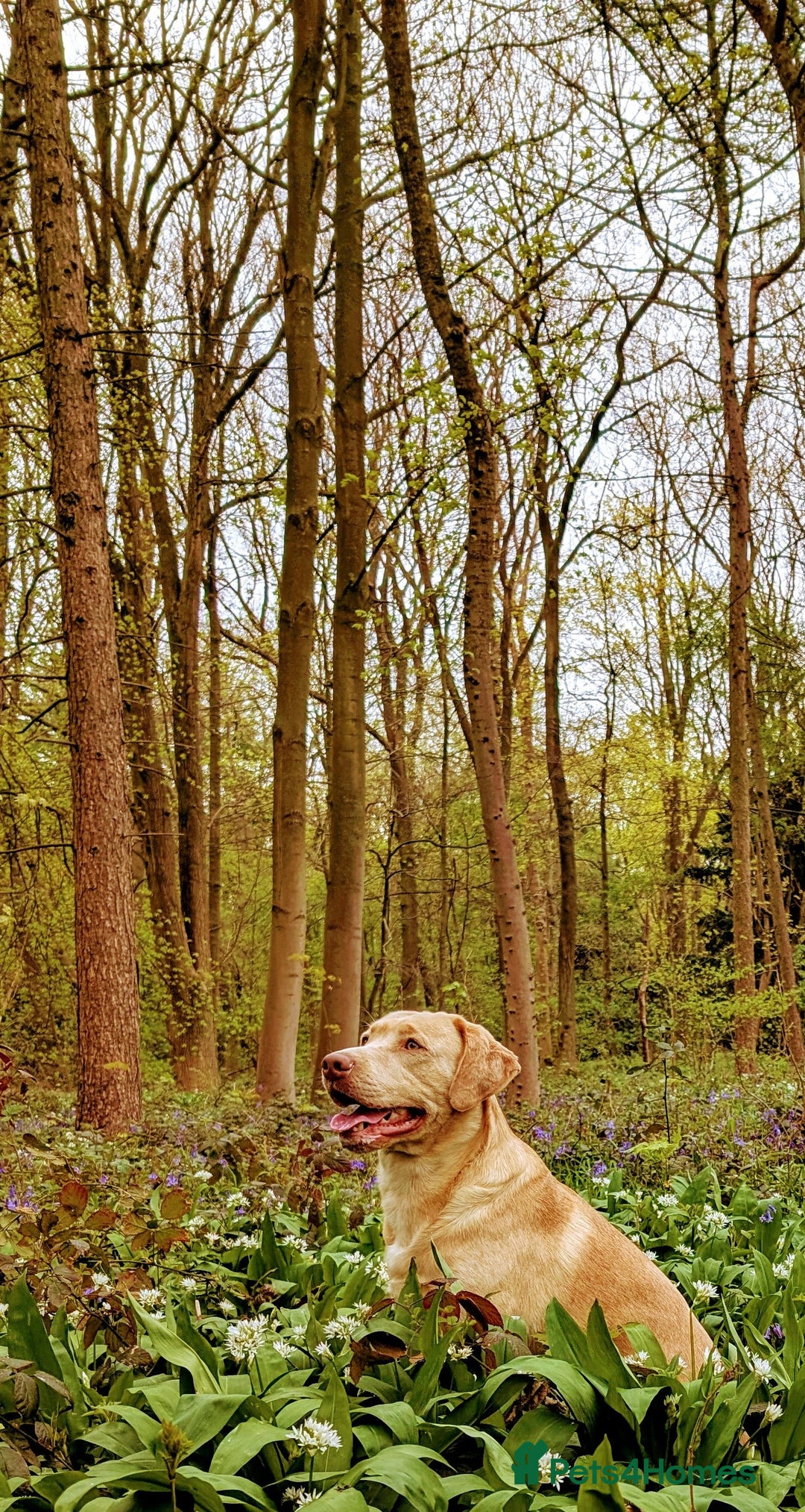 Labrador Retriever dogs for stud: Reggie available for stud - Image 4