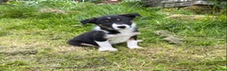 Border Collie dogs for sale: Tricoloured Border Collie Puppies - Advert 12